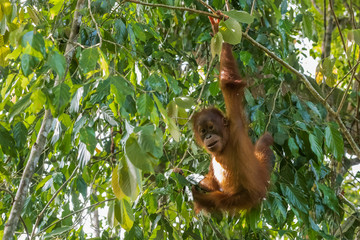 Wall Mural - Sumatran orangutan (Pongo) stares into the camera and hanging on a thin tree (Sumatra, Indonesia)