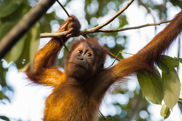 Wall Mural - Wool young orangutan shining in the rays of golden sun (Sumatra, Indonesia)