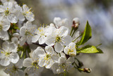 Fototapeta Lawenda - White cherry blossoms, sunshine, Macro