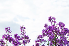 Lilac Flowers On A Background Of The Sky