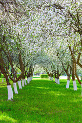 Wall Mural - apple tree blossoms