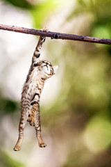 kitten hanging from tree branch