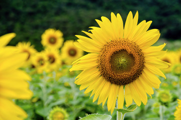 Sticker - Many yellow flower of the Sunflower or Helianthus Annuus blooming in the field