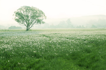 Canvas Print - Foggy morning in meadow