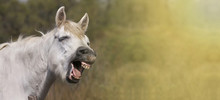 Caballos riendo Stock de Foto gratis - Public Domain Pictures