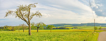 Green Meadow With Fruit Trees Panorama - Rural Landscape