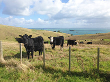 Curious Cattle On Rolling Green Pasture Hills On Coastal Land With Sea In The Background.