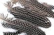 Close up of Black and White Spotted Guinea Fowl Feathers