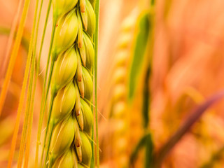  Detail of golden wheat