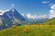 © Iuliia Sokolovska - Beautiful idyllic alpine landscape with cows, Alps mountains  and countryside in summer, Switzerland