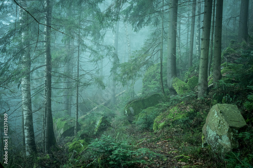 Fotografía beautiful green landscape of misty wood