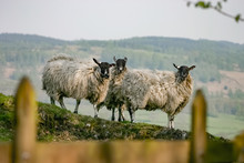 Three Sheep Stare At The Camera In The English Lake District
