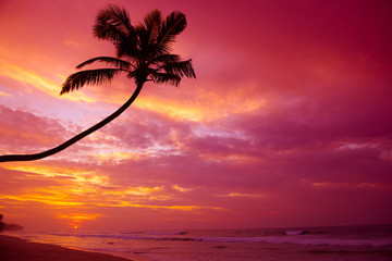 Wall Mural - Vibrant tropical sunset over the ocean with coconut palm tree silhouette at tranquil summer beach on island resort