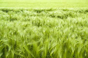 Wall Mural - barley field detail