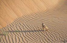 Desert Eagle Owl In A Desert Near Dubai, UAE