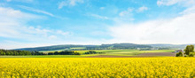 Yellow Canola Field Panorama