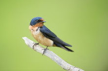 A Barn Swallow Is Perched On A Small Branch In Front Of A Smooth Green Background With Soft Overcast Light.