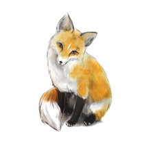 Very Nice Cute Fox. Fox Sitting.