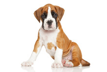 Cute Boxer Puppy On White