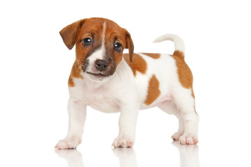 Sticker - Jack Russell terrier puppy on white