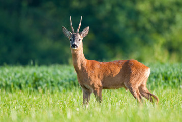 Wall Mural - Wild roe deer