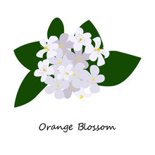 Orange Blossom. Flowers From An Orange Tree, Traditionally For By The Bride At A Wedding. Eps10 Vector Illustration.