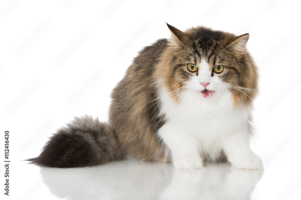 Britisch Langhaar Katze Foto Poster Wandbilder Bei Europosters