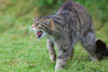 scottish wildcat (felis silvestris silvestris)