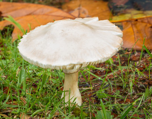 White Mushroom