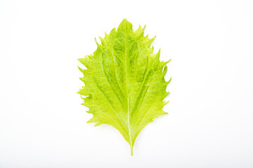 Wall Mural - shiso leaf