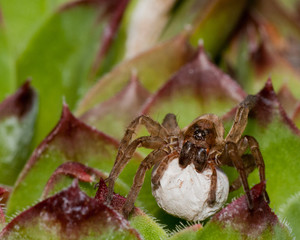 Poster - Wolf Spider With Egg Sack