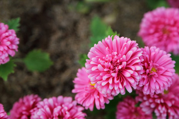 Wall Mural - Little pink flowers in garden, with soft focus and shallow depth