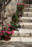 Fototapeta Do przedpokoju - Blumen auf einer Stein Treppe in Hvar, Kroatien