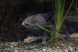 axolotl mexican salamander portrait underwater