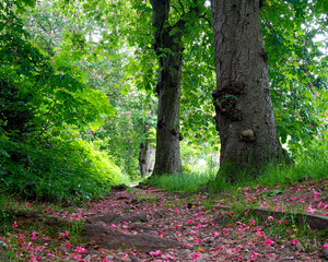 Sticker - Chestnut Trees