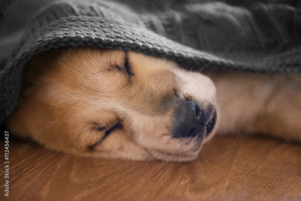 Central Asian Shepherd puppy sleeping on the floor covered with blanket