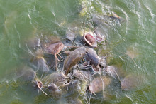 Catfish Eating Food In The Water