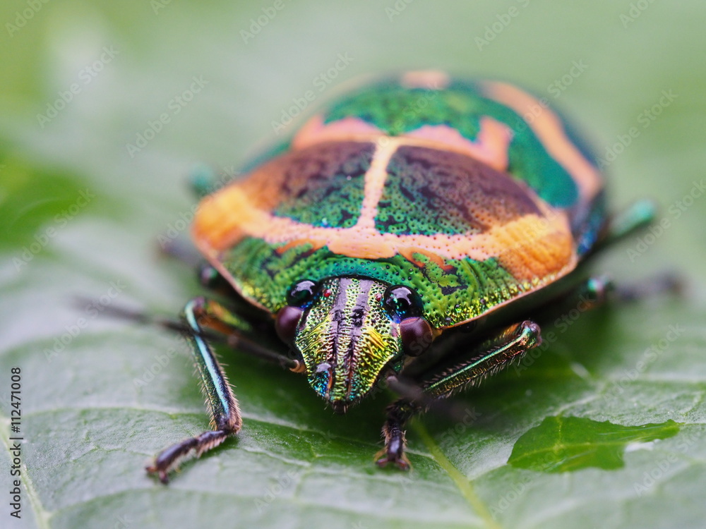 虹色の虫 アカスジキンカメムシ OLYMPUS DIGITAL CAMERA Stock Photo