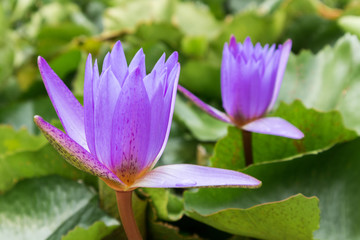 Wall Mural - purple color lotus flowers on the pond