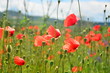 Close-up of red poppy flowers in summer. Very low depth of field