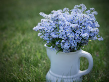 Blooming Forget-me-nots 