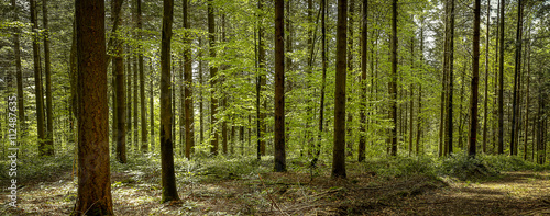 Obraz w ramie panorama sous les bois