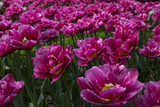 Fototapeta Tulipany - Много цветов