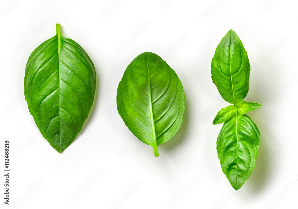 fresh green basil leaves - obrazy, fototapety, plakaty 