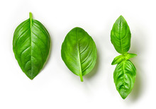Fresh Green Basil Leaves