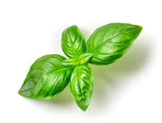 Wall Mural - fresh green basil