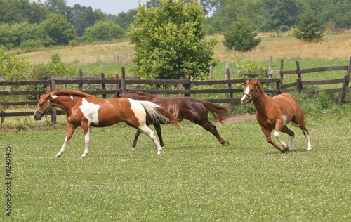 Fotografie, Obraz These mares were in a different pasture this day and were really enjoying running around