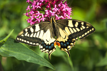 Old World Swallowtail Butterfly(papilio Machaon) Feeding On Nectar
