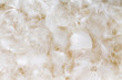 © Ozgur Coskun - Light fluffy white feather background texture