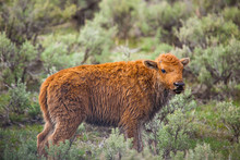 Bison Calf Portrait
